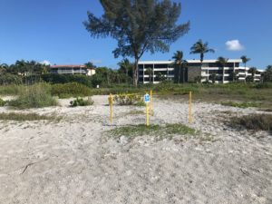 sanibel island real estate sanibel sea turtle nest, John R Wood Properties, Captiva Real Estate