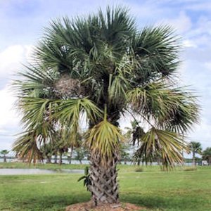 Sanibel Island Cabbage Palm Tree