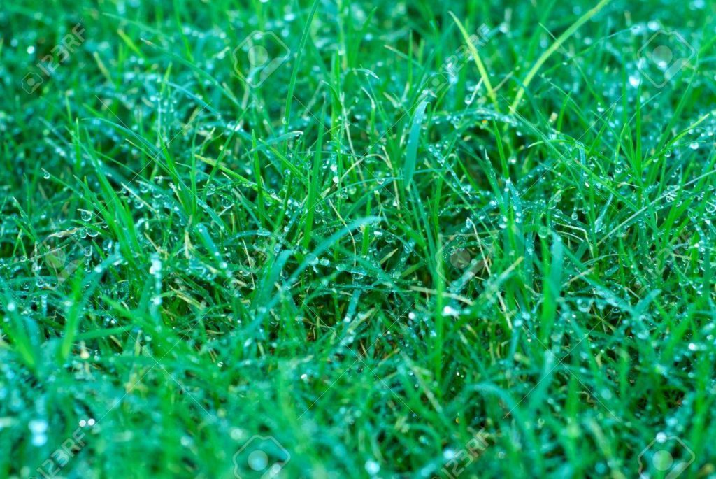 Bermuda Grass Sanibel Landscaping